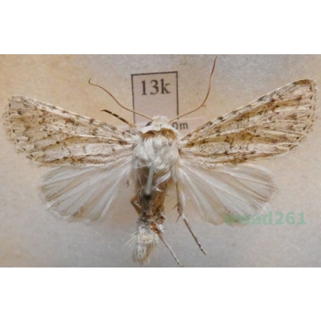 Aporophyla canescens (Duponchel, 1826) France13k